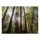 Buscar secoya posters Bosque