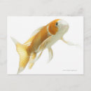 Buscar carp postales Natación