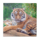 Buscar depredador azulejos Gatos grandes