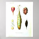 Buscar raíz posters Verduras