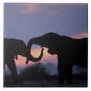 Buscar alimentación azulejos Vida silvestre