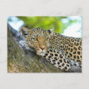 Buscar leopardo en un árbol postales Vida silvestre