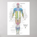 Buscar anatomía muscular posters Médico