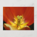 Buscar estambre Tulipán