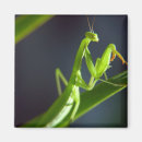 Buscar bicho imanes Fotografía
