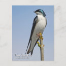 Buscar bicolor postales Golondrina