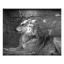 Buscar lobo blanco negro posters Naturaleza