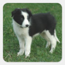 Buscar perro a bordo pegatinas Cachorro