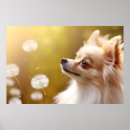 Buscar chihuahua arte Naturaleza