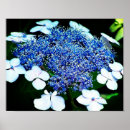 Buscar hydrangeas posters Fotografía