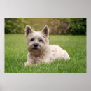 Buscar cairn terrier arte Cachorro