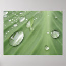 Buscar gota de agua posters Macro
