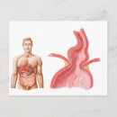 Buscar torso postales Cuerpo