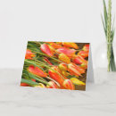 Buscar bulbo tarjetas Tulipán