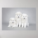 Buscar samoyed arte Bjelkier
