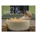 Buscar relajantes posters Perro