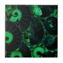 Buscar nautilus azulejos 7 º concha