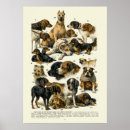 Buscar razas posters Vintage