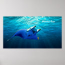 Buscar rayos de manta posters Océano