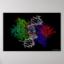 Buscar acid arte Nucleótido
