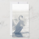 Buscar cisnes blancos tarjetas Animal