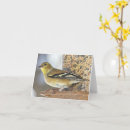 Buscar goldfinches Amarillo