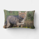 Buscar zorro gris cojines Naturaleza
