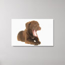 Buscar chocolate lienzos Perro