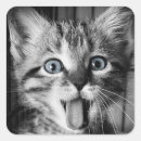 Buscar rescue pegatinas Gatito