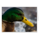 Buscar retratos masculinos postales Naturaleza