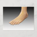 Buscar nervioso postales Tibialis anterior