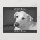 Buscar perro blanco postales General y unisex