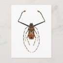Buscar beetle postales Insecto