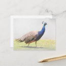 Buscar pavo real hermoso postales Pájaro