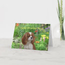 Buscar cavalier tarjetas Cavalier king charles spaniels