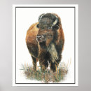 Buscar buffalo arte Animal
