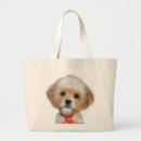 Buscar cavapoo accesorios Caniche