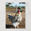 Buscar gallo y gallina postales Aves de corral