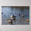 Buscar patos del parque Lago