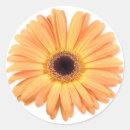 Buscar gerberas pegatinas Flor