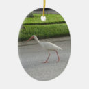 Buscar ibis Animal