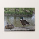 Buscar patos fotografía Naturaleza