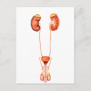 Buscar sistema urinario postales Órganos humanos