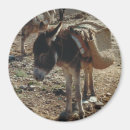 Buscar morocco imanes Medina