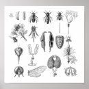 Buscar disección posters Ilustracion