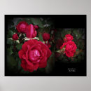 Buscar rosa doble arte Rosas