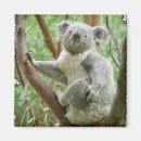 Buscar salvaje osos imanes Koala