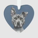 Buscar mi pitbull mascotas Lindo