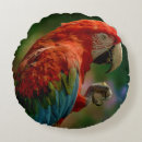 Buscar plumas azules cojines Loro