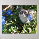 Buscar salsa posters Gatos